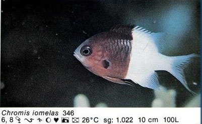 Chromis iomelas